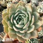 9Pcs Echeveria Phoenix Monroe