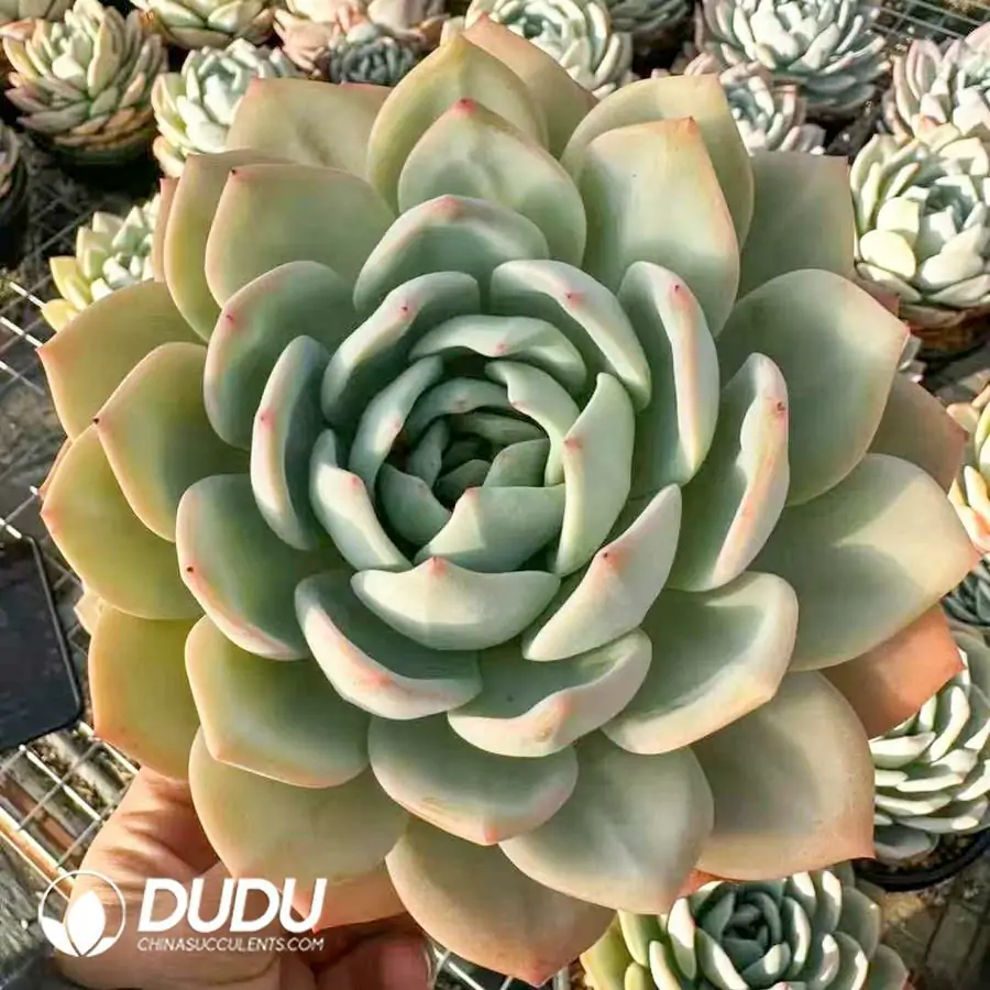 1756124234-1743402346-e201.webp 9Pcs Echeveria Phoenix Monroe - Image 1