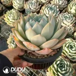 9Pcs Echeveria Phoenix Monroe - Image 2