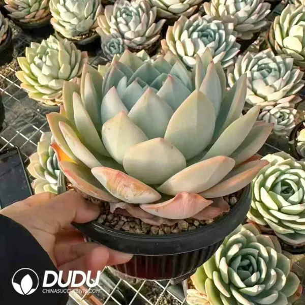 9Pcs Echeveria Phoenix Monroe - Image 2