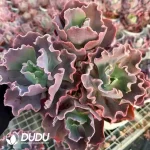 9Pcs Echeveria Small Coral Clustering