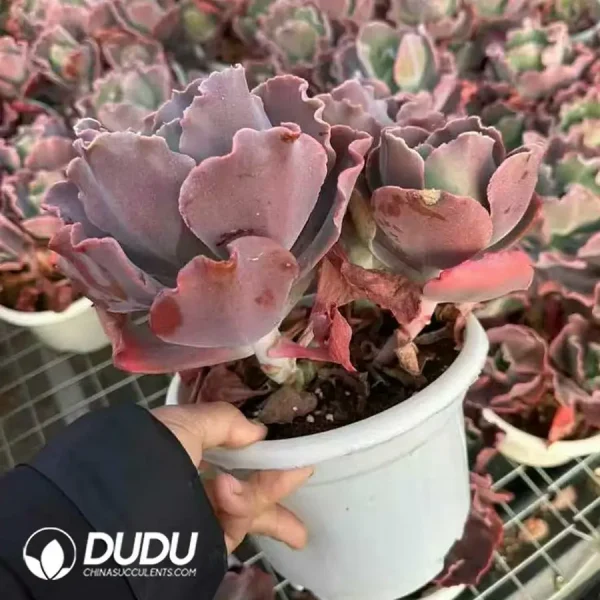 9Pcs Echeveria Small Coral Clustering - Image 2