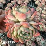 $2.3*24Pcs Echeveria Star Mark Double Head