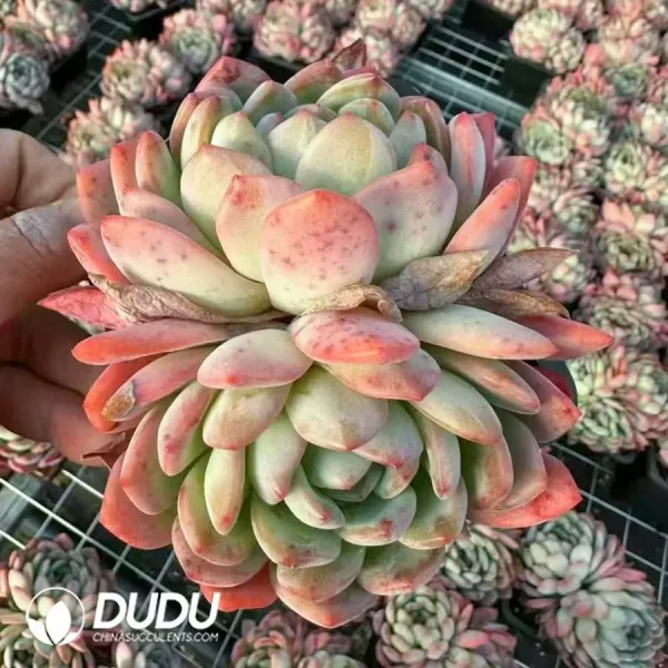 1756124237-1743402358-e201.webp $2.3*24Pcs Echeveria Star Mark Double Head - Image 1