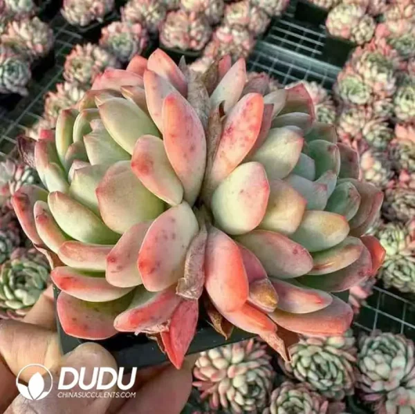 1756124239-1743402360-e202.webp $2.3*24Pcs Echeveria Star Mark Double Head - Image 2