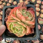 24Pcs Echeveria Esmeralda Double Head