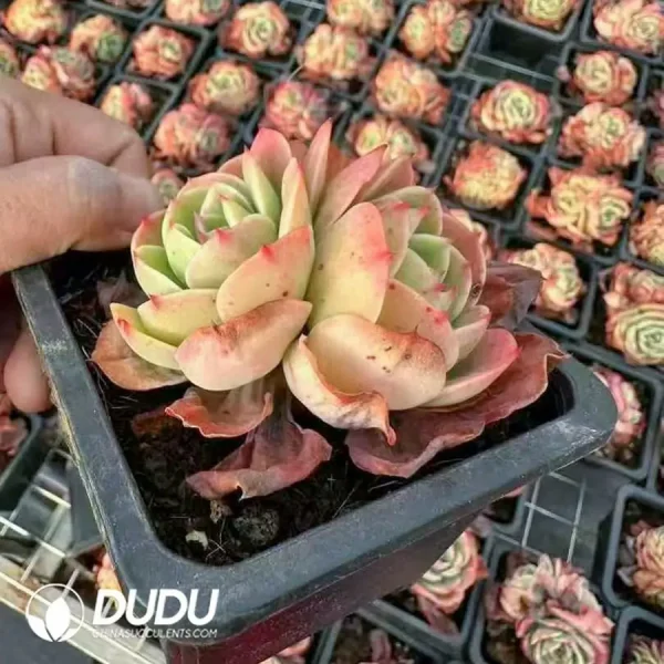 24Pcs Echeveria Esmeralda Double Head - Image 2