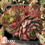 20Pcs Echeveria Love Fire Clustering