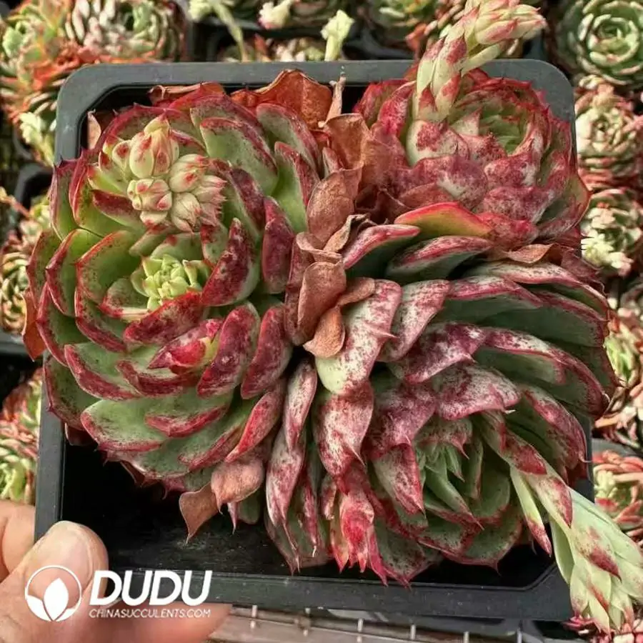 1756124242-1743402377-e201.webp 20Pcs Echeveria Love Fire Clustering - Image 1