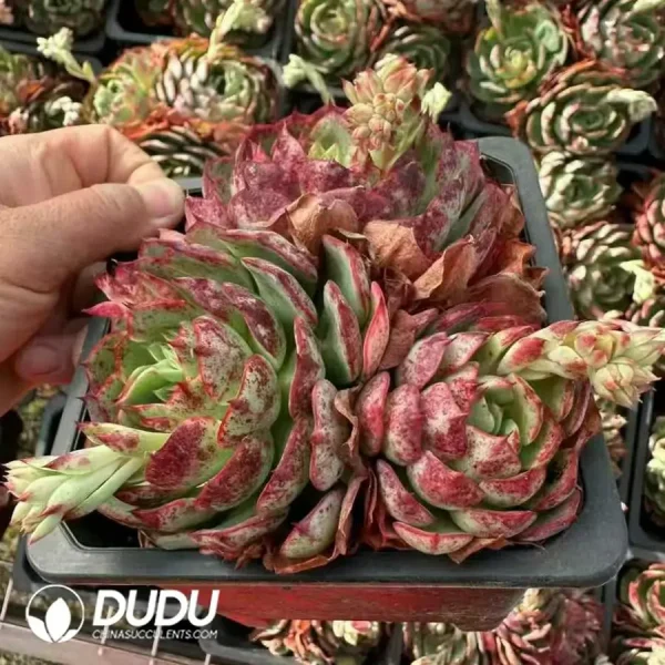 20Pcs Echeveria Love Fire Clustering - Image 2