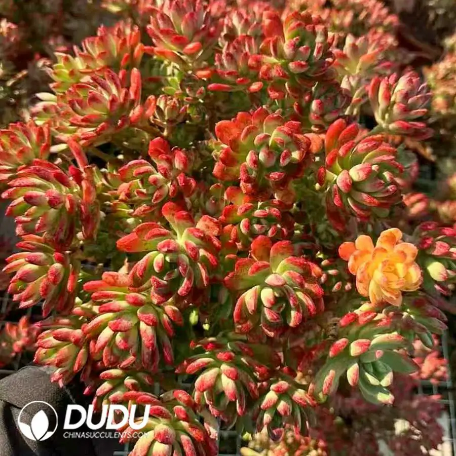 1756124244-1743402382-e201.webp 6Pcs Echeveria Macdougallii E.Walther Clustering - Image 1