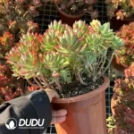 6Pcs Echeveria Macdougallii E.Walther Clustering - Image 2