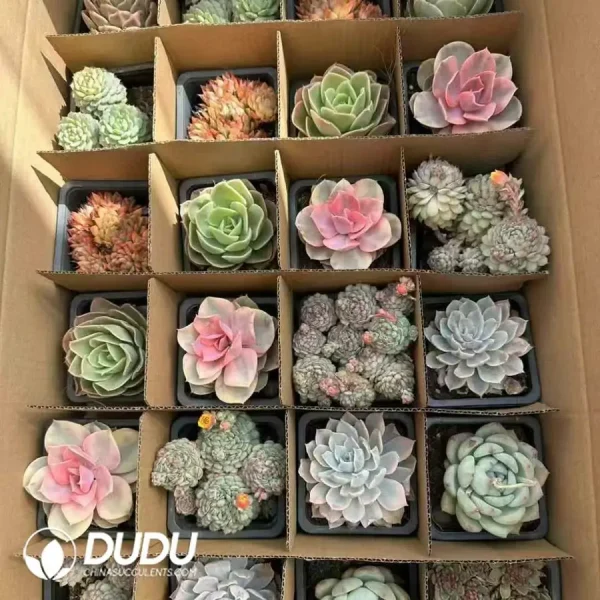 1756124247-1743402387-e201.webp Blind Box Of Echeveria Set (24Pcs) - Image 1