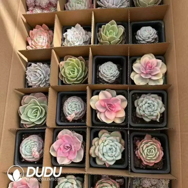 Blind Box Of Echeveria Set (24Pcs) - Image 2