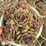 12Pcs Echeveria Purple At least 6 heads