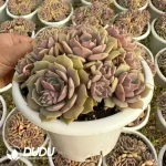 12Pcs Echeveria Purple At least 6 heads - Image 2
