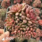 20Pcs Echeveria Red Ruby Cluster