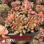 20Pcs Echeveria Red Ruby Cluster - Image 2
