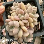 24Pcs Pachyphytum White Dew Cluster
