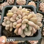 24Pcs Pachyphytum White Dew Cluster - Image 2