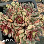 24Pcs Echeveria Blood Swallow Cluster