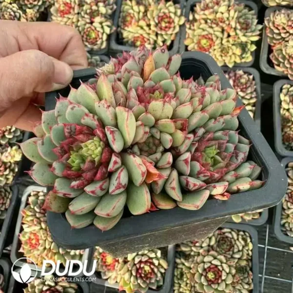 24Pcs Echeveria Blood Swallow Cluster - Image 2
