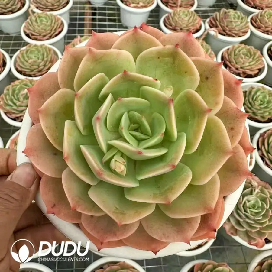 1756124276-1743402479-e201.webp 12Pcs Echeveria Snow White - Image 1