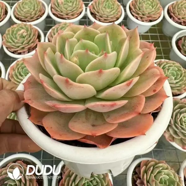 12Pcs Echeveria Snow White - Image 2