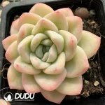 24Pcs Echeveria Cream Puff