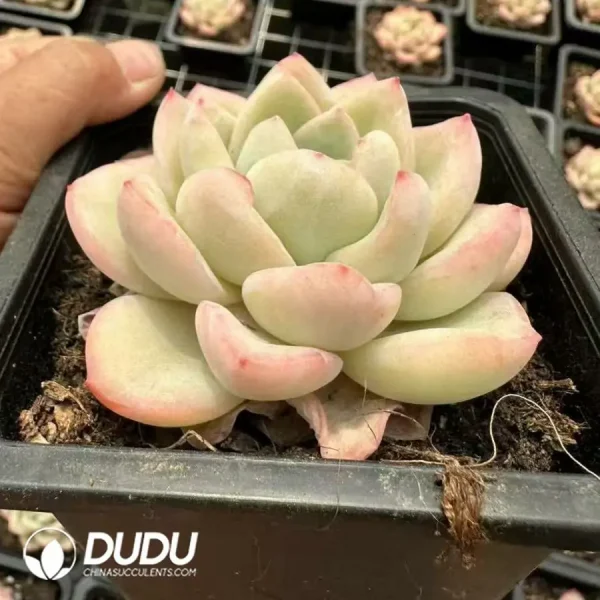 24Pcs Echeveria Cream Puff - Image 2