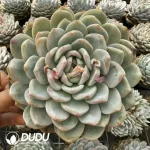 12Pcs Echeveria Monroe spp.
