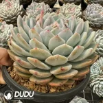 12Pcs Echeveria Monroe spp. - Image 2