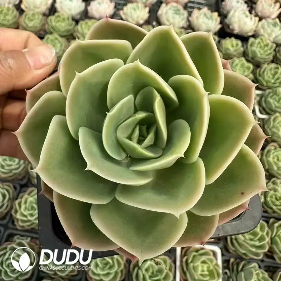 1756124288-1743402519-e201.webp 24Pcs Echeveria Star Nata - Image 1