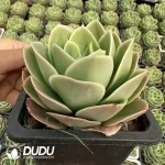 24Pcs Echeveria Star Nata - Image 2