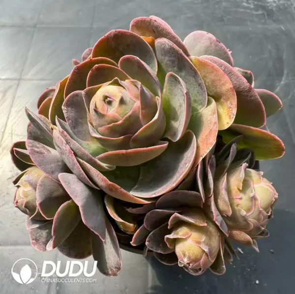 1756124297-1743402548-e201.webp Aeonium Selected Xitaopa Clustering - Image 1