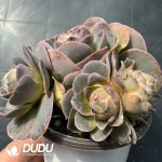 Aeonium Selected Xitaopa Clustering - Image 2