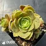 Aeonium Purple Mirror