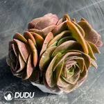 Aeonium Selected Zelanpa Clustering