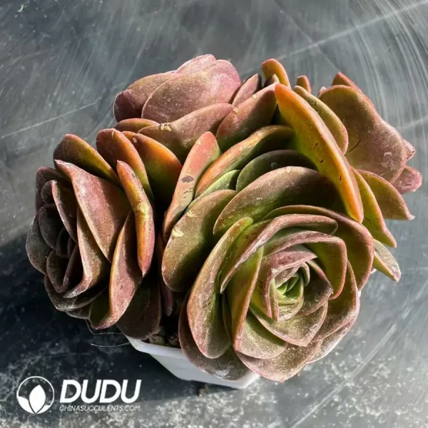 Aeonium Selected Zelanpa Clustering - Image 1