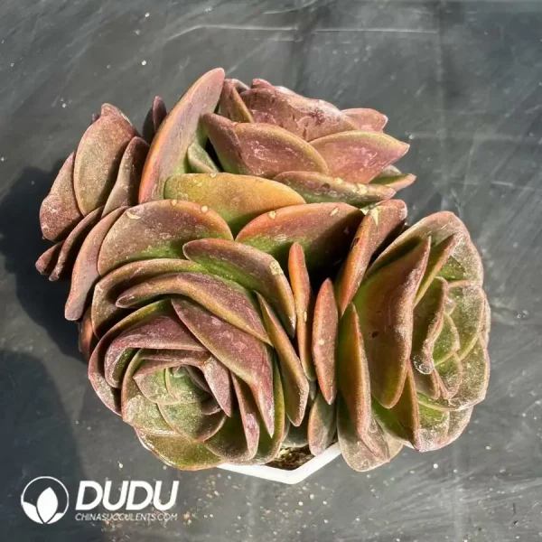 Aeonium Selected Zelanpa Clustering - Image 2