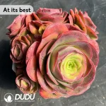 Aeonium Selected Zelanpa Clustering - Image 3