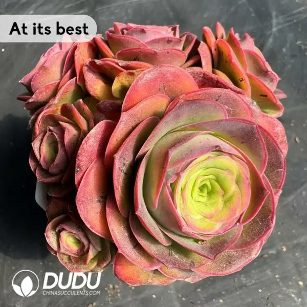 Aeonium Selected Zelanpa Clustering - Image 3