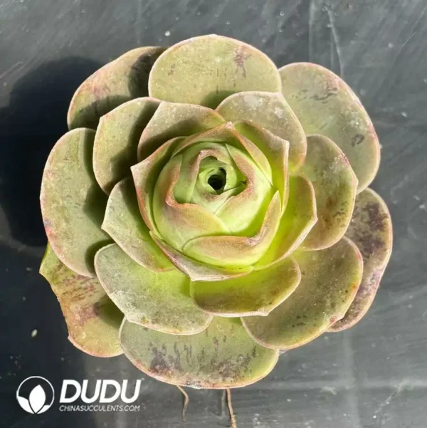 Aeonium Greenovia Pandora - Image 1