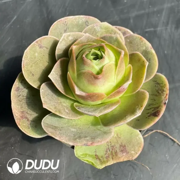 Aeonium Greenovia Pandora - Image 2