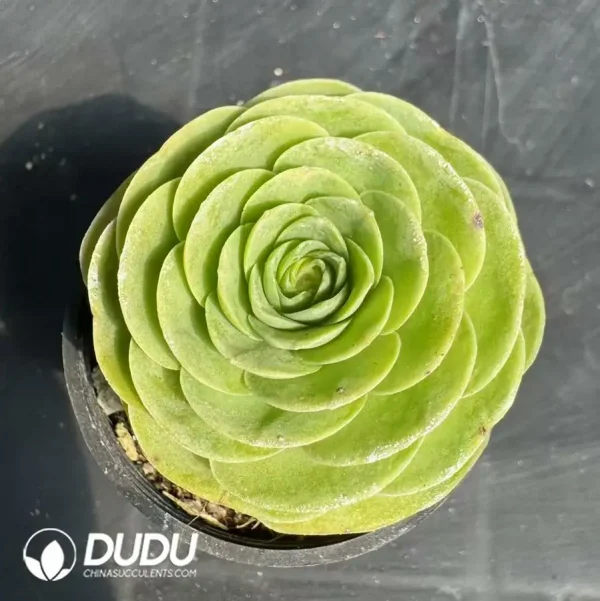Aeonium Love Letter - Image 1