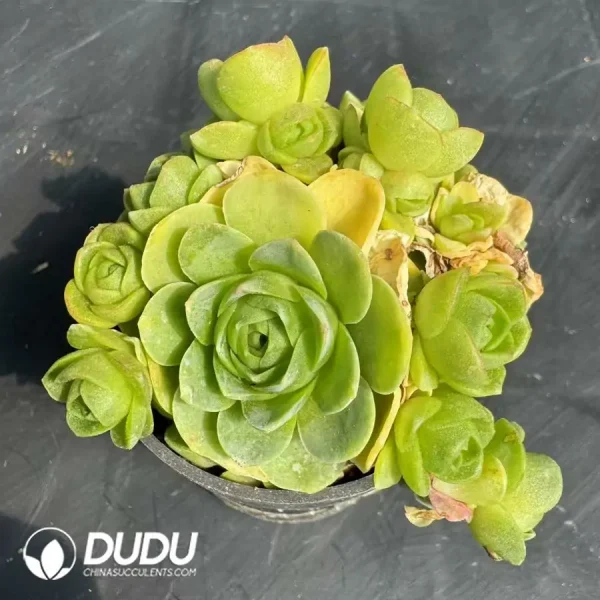 1756124316-1743402615-e201.webp Aeonium Greenovia dodrantalis Clustering - Image 1