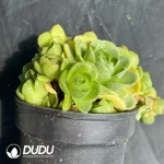 Aeonium Greenovia dodrantalis Clustering - Image 2