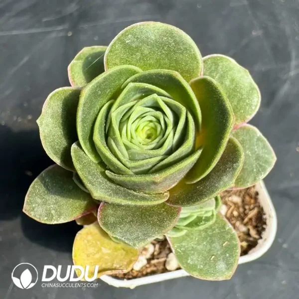 Aeonium Red Velvet Lollipop Clustering - Image 1