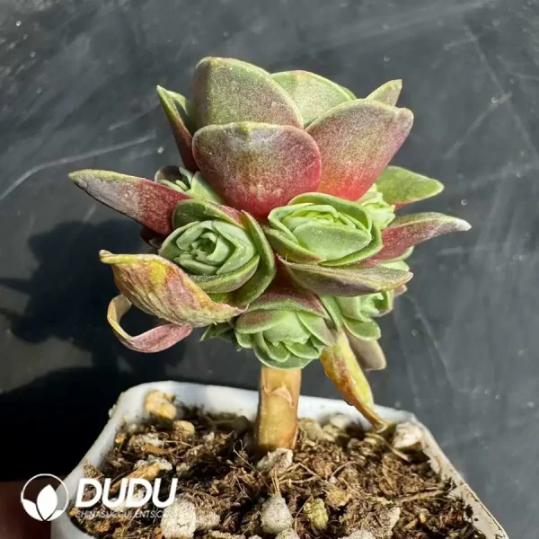 Aeonium Red Velvet Lollipop Clustering - Image 2