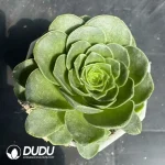 Aeonium Selected Maopa Teddy Bear